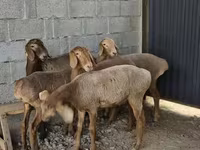Widder, Arashan sheep — Foto 4