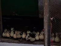 Ducks — 1-сурет