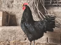 أوسترالورب — الصورة 1