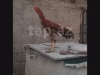 Chickens — photo 2