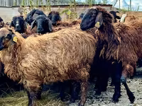 Widder, Romanov sheep — Foto 2