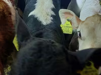 ثور, Simmental cattle — الصورة 4