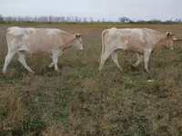 Bulle, Simmental cattle — Foto 1