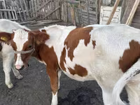 Toro, Simmental cattle — foto 3