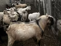 Ziegenbock, Alpine goat — Foto 3