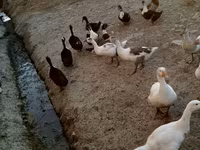 Ducks — 2-сурет
