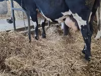 母牛, Russian Black pied cattle — 照片 1