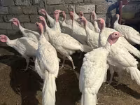 Turkeys — foto 3