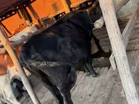Sigir, Latvian Blue cattle — 4-rasm