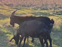 Billy Goat, Goats — photo 7