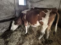 Kuh, Simmental cattle — Foto 2