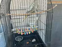Real alana, qiymətdə razılaşmaq olar. Nimfa (Cockatiel) + qəfəs və — 3-rasm