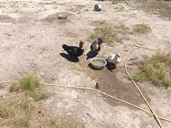 Ducks