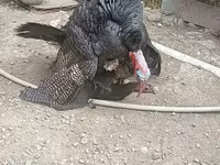 Turkeys — фото 1