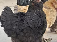 Брама — 3-сурет