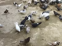 Chickens — Foto 8