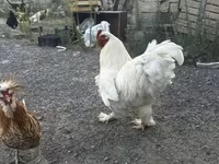 Chickens — photo 2