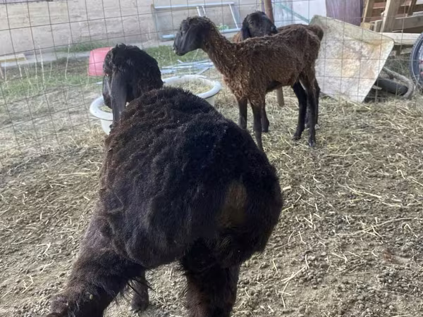 Баран, Kazakh fat-tailed coarsewool sheep