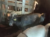 Goat, Goats — photo 7