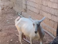 Коза, Saanen goat — фото 8