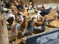 Chickens — الصورة 8
