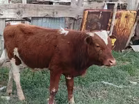 Корова, Latvian Blue cattle — фото 1