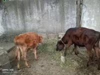 Сиыр, Жабайы як — 2-сурет