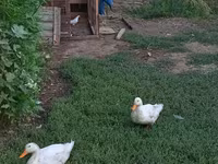 Ducks — foto 2