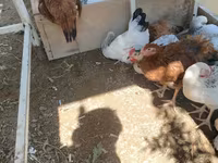Chickens — الصورة 4