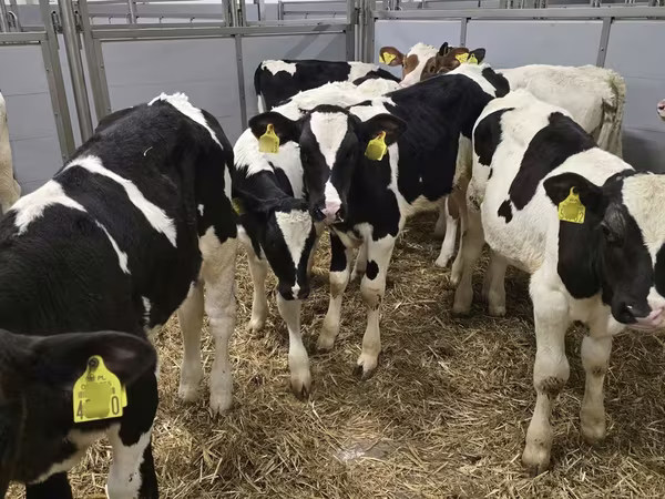 Bulle, Russian Black pied cattle