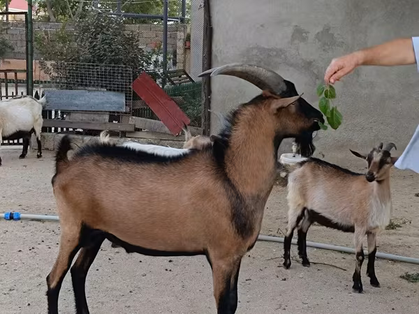 Keçi, Alpine goat