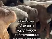 Ram, Sheep — photo 1