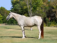 فرس, Skyros Pony — الصورة 2