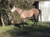 حصان, Arabian horse — الصورة 6