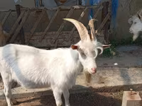 बकरा, बकरियाँ — फ़ोटो 3