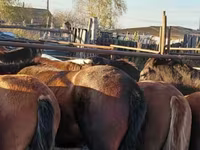 Pferde (Partie, Geschlecht nicht angegeben), Horse breed — Foto 3
