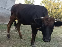 Kuh, Aberdeen-Angus — Foto 5