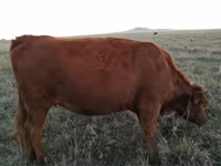 Корова, Simmental cattle — фото 5