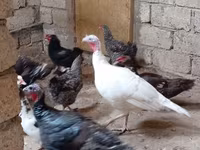 Turkeys — الصورة 2