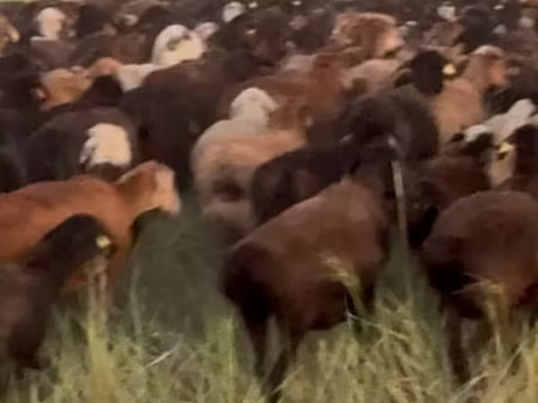 Sheep, Edilbay sheep