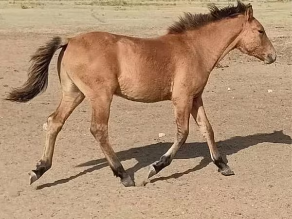 At, Bashkir horse