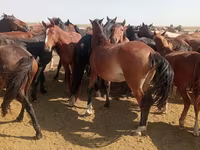 Toychoq, Horse breed — 1-rasm