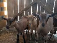 Ziege, Alpine goat — Foto 2