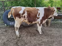 Bulle, Simmental cattle — Foto 4