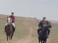 Hengst, Kazakh horse — Foto 3
