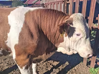 सांड, Simmental cattle — फ़ोटो 4