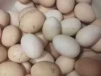 براهما — الصورة 2