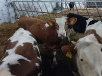 Rinder (Partie, Geschlecht nicht angegeben), Limousin-Kuh — Foto 5