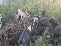 Ziege, Alpine goat — Foto 8