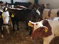 Bull, Limousin cow — photo 1
